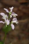 Racemed milkwort